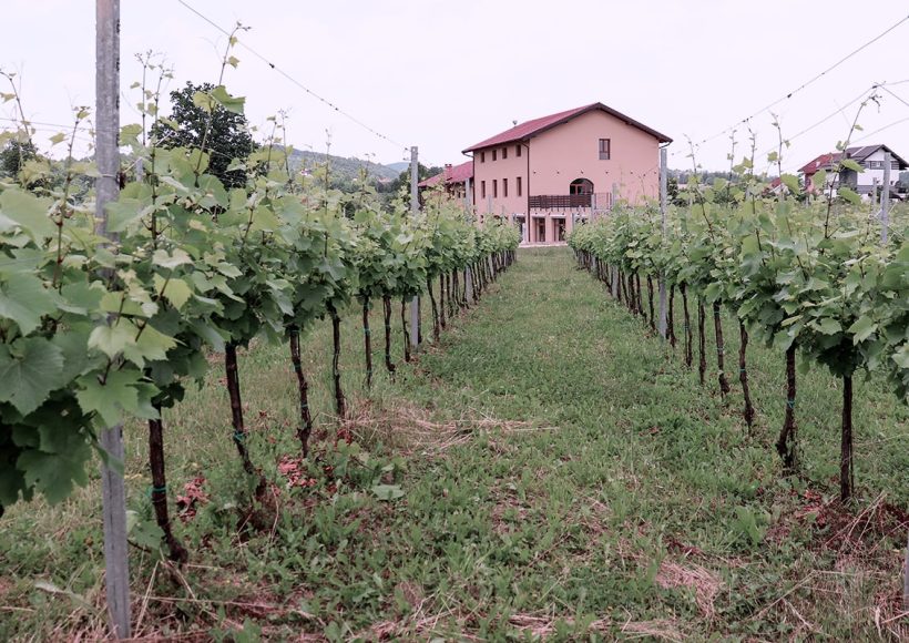 Vinarija Gotovac