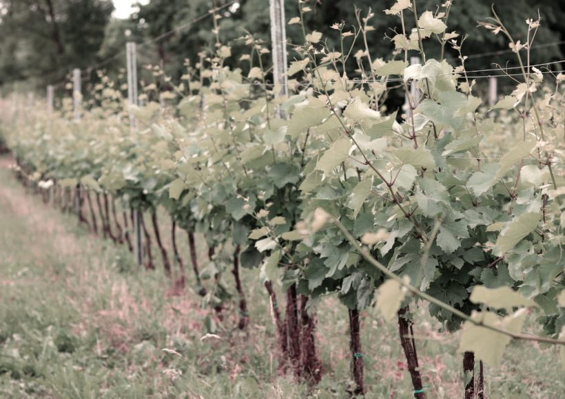 Vinarija Gotovac